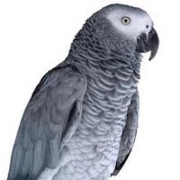 Kasuku - Sciences de la Terre